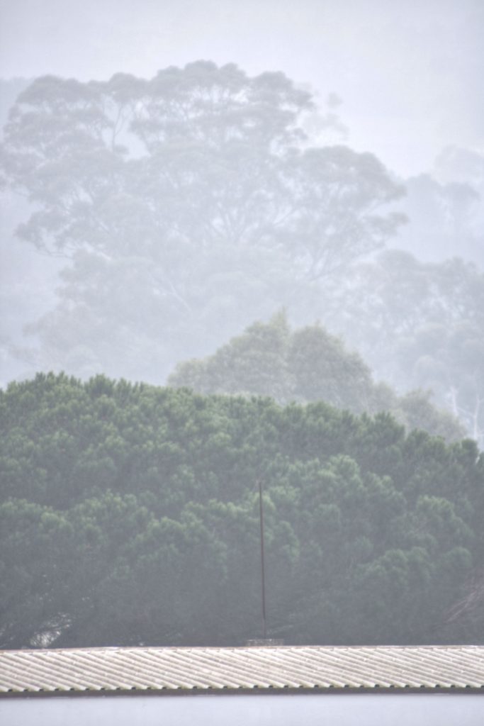 Morning fog rising.